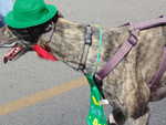 Arizona Greyhound Rescue