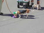 Southern Arizona Beagle rescue