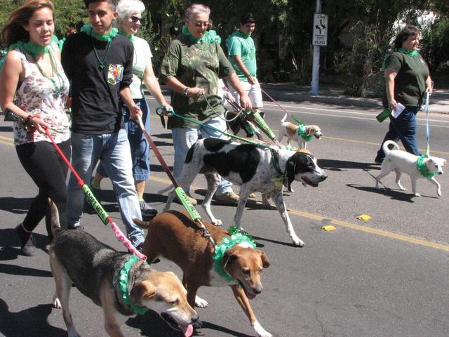 Southern Arizona Beagle Rescue