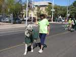 Irish wolfhound